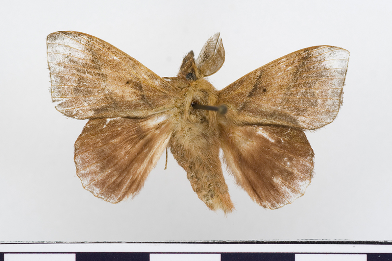 Syrastrenoides horishana Male